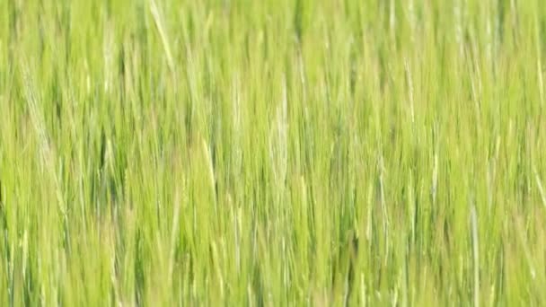 麦田大麦风摇曳着幼小的大麦芽 乌克兰的谷物田 — 图库视频影像