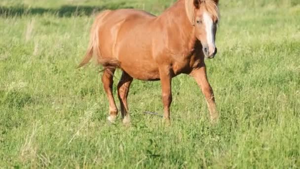 Cavalo Puro Sangue Vermelho Forte Está Dia Ensolarado Gramado Verde — Vídeo de Stock