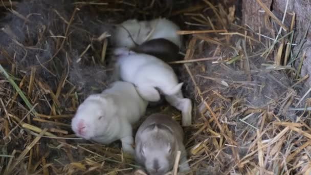 Pequeños Conejos Ciegos Cálido Nido Una Jaula Cuidado Conejos Recién — Vídeos de Stock