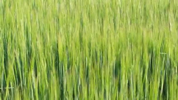 麦田大麦风摇曳着幼小的大麦芽 乌克兰的谷物田 — 图库视频影像