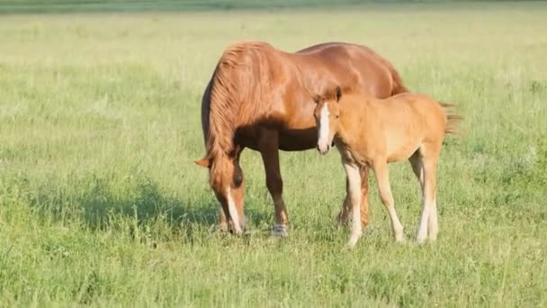 Mamãe Bebê Cavalo Pastando Prado Verde Bom Par Cavalos Animais — Vídeo de Stock