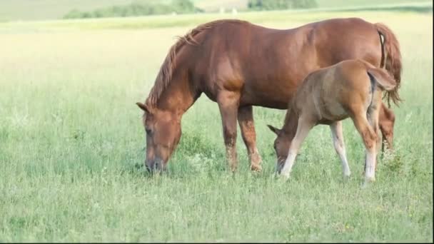 Vista Lateral Cavalos Que Pastam Prado Verde Campo Arrasar Cavalos — Vídeo de Stock