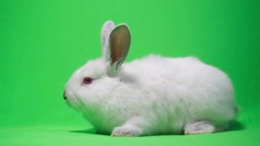 Kromakeyin arka planında izole edilmiş güzel tüylü beyaz tavşana yakın durun, evcil hayvanlar. Stüdyoda yeşil arka planda bir tavşan. 4k video