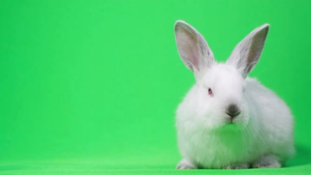 Cute White Bunny Background Chromakey Wolt Place Frame Advertising Beautiful — Stock Video