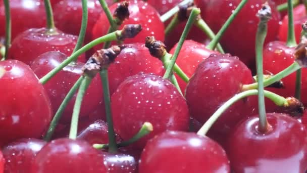 Fresh Juicy Wet Red Cherries Rotation Close Bird Cherry Berries — Video Stock