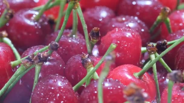 Big Red Cherry Berries Macro Shot Berries Fresh Juicy Wet — Video Stock