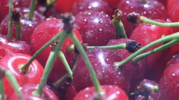 Close Shot Dark Red Cherries Green Stems Bright Red Cherries — Vídeo de Stock