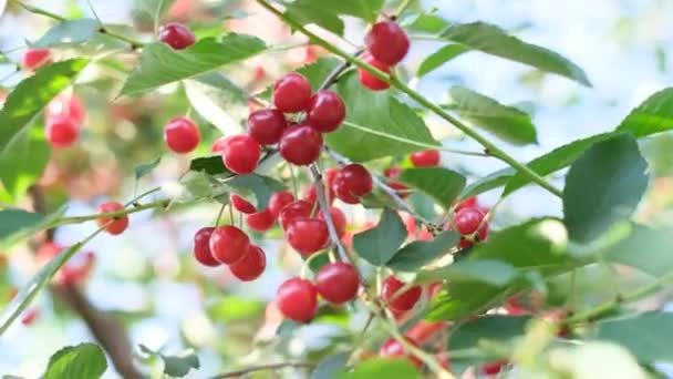 Juicy Red Cherries Hang Tree Cherry Season Cherries Branch Swaying — Stockvideo