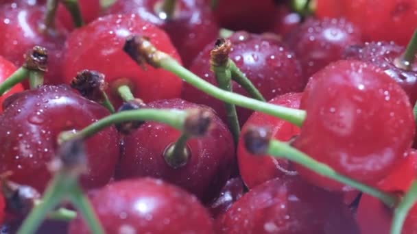 Group Red Healthy Cherries Fresh Tree Video Ripe Fresh Cherry — Video Stock
