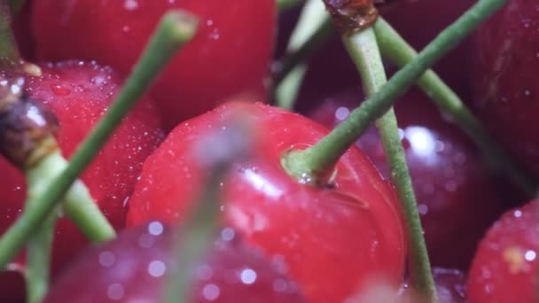 Grupo Cerejas Vermelhas Saudáveis Frescas Árvore Vídeo Bagas Cereja Maduras — Vídeo de Stock