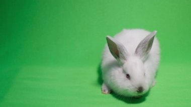 Beautiful fluffy white rabbit isolated on a background of chromakey, pets. Bunny on a green background in the studio