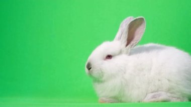 Küçük Paskalya beyaz tavşanı, stüdyoda yeşil bir arka planda, etrafı kokluyor ve etrafa bakıyor. Sevimli beyaz tavşan, yakın plan, kromakey arka plan