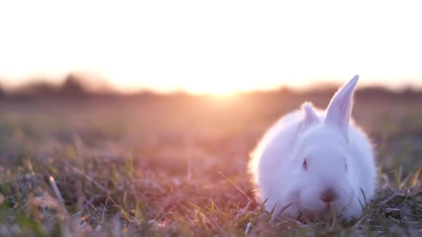 Kuscheliges Weißes Kaninchen Auf Nahrungssuche Bei Sonnenuntergang Niedliches Haustier — Stockvideo