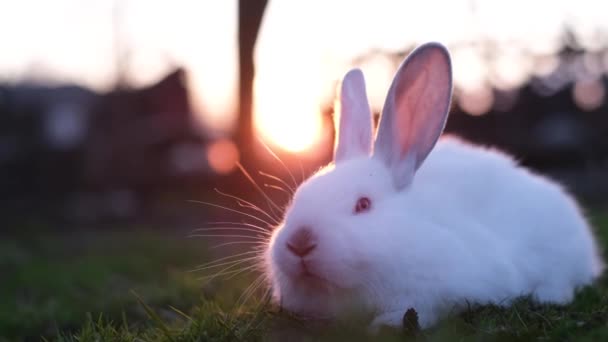 Primer Plano Hermoso Conejito Esponjoso Sentado Hierba Verde Atardecer Vídeo — Vídeos de Stock