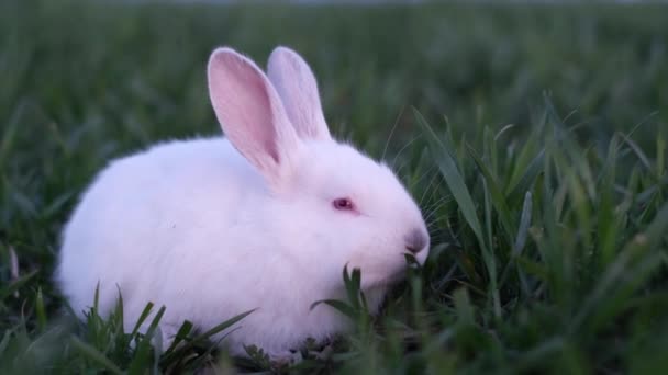 Yeşil Çimlerin Üzerinde Oturan Güzel Beyaz Tüylü Bir Tavşana Yaklaş — Stok video