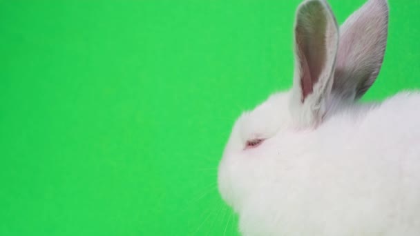 Beautiful Fluffy White Rabbit Isolated Background Chromakey Pets Bunny Green — Video Stock