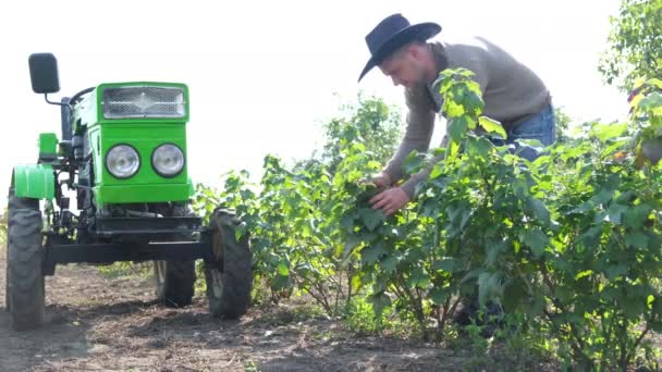 Young Farmer Inspects Black Currant Bushes Growing Field Gardening Concept — Vídeo de Stock