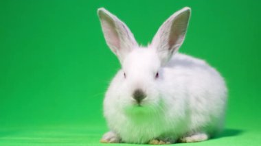 Kromakeyin arka planında izole edilmiş güzel tüylü beyaz tavşana yakın durun, evcil hayvanlar. Stüdyoda yeşil arka planda bir tavşan. 4k video