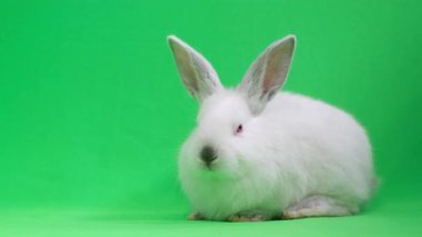 Beautiful fluffy white rabbit isolated on a background of chromakey, pets. Bunny on a green background in the studio