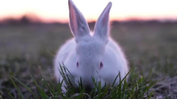 Hermosos Conejos Comiendo Comida Hierba Fondo Naturaleza Lindo Conejo Blanco — Vídeo de stock