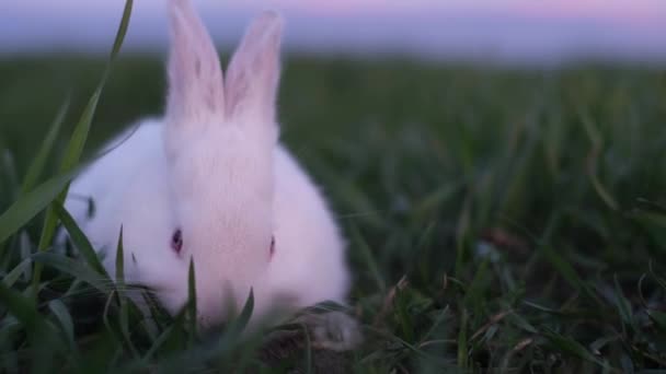Little Rabbit Deliciously Eats Green Succulent Grass Hungry White Bunny — Video