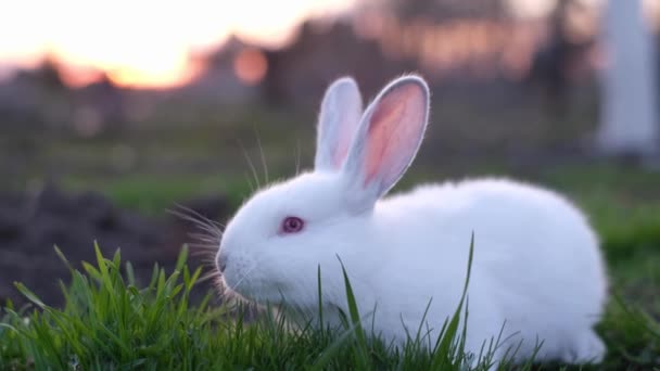 Decorative Fluffy White Rabbit Red Eyes Sunset Green Grass Portrait — Stockvideo
