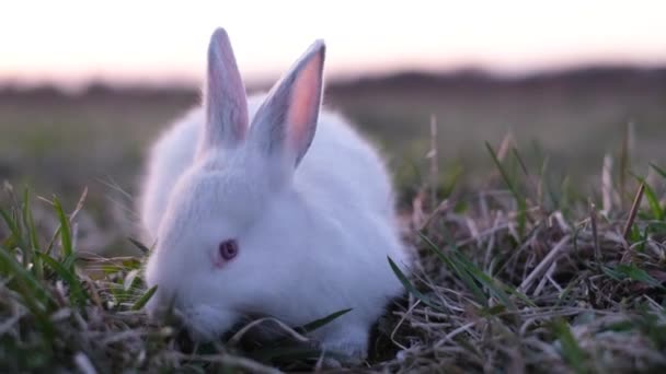 Grazing White Rabbit Field Blowing Deliciously Eating Grass Hungry Little — 图库视频影像