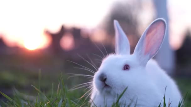 Calm White Rabbit Chewing Grass Sitting Garden Cute Bunny Sunset — Stock Video