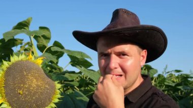 Bir çiftçi tarlada ayçekirdeğinin tadına bakar. Agronomist sarı ayçiçeği tarlasında çalışıyor, tarım kavramı. 4k video