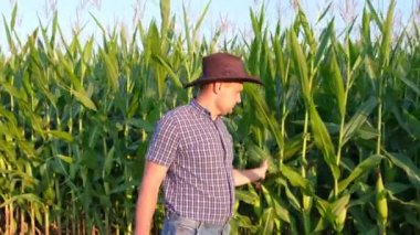 Tarım ve tarımcılık. Mısır tarlasında tarım yapan bir çiftçi gün batımında hasat üzerinde çalışıyor. 4k video