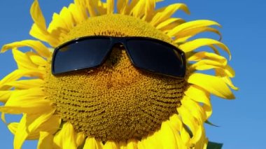 Sunflower flower in sunglasses, sunglasses on a yellow sunflower head in a US sunflower field