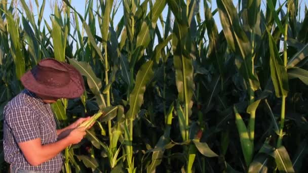 Молодий Агроном Оглядає Урожай Кукурудзи Тлі Кукурудзяного Поля Сільське Господарство — стокове відео
