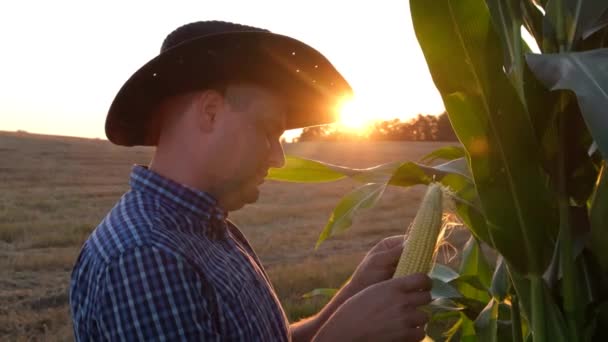 Agriculteur Agronome Intelligent Vérifie Contrôle Qualité Récolte Maïs Coucher Soleil — Video