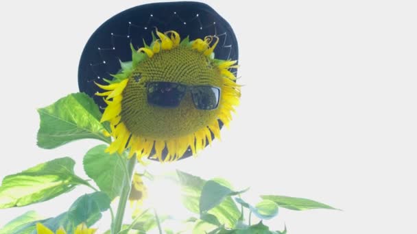 Sárga Napraforgó Virág Napszemüvegben Kalap Területen Háttérben Fényes Nap Napszemüveg — Stock videók