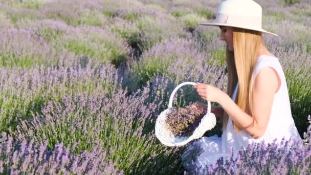 Beautiful Young Woman Harvesting Lavender Girl Plucks Lavender Basket — Vídeos de Stock