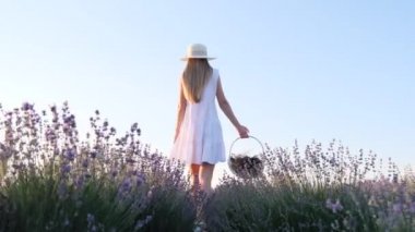 Beyaz elbiseli genç bir kız lavanta tarlasında bir sepet lavanta çiçeğiyle yürüyor..