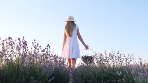Young Girl White Dress Walks Basket Lavender Flowers Lavender Field — Vídeos de Stock