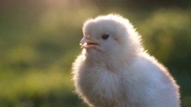 Yeşil arka planda beyaz bir civcivi kapat. Evcil hayvanlar ve çocukları