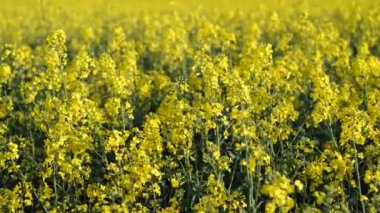 Genç tecavüzün sarı çiçekleri. Tarım çiçekleri. Doymuş sarı