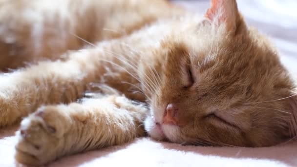 Zbliżenie Młodego Czerwonego Kota Śpiącego Macie Zwierzęta Domowe Kot Ziewa — Wideo stockowe