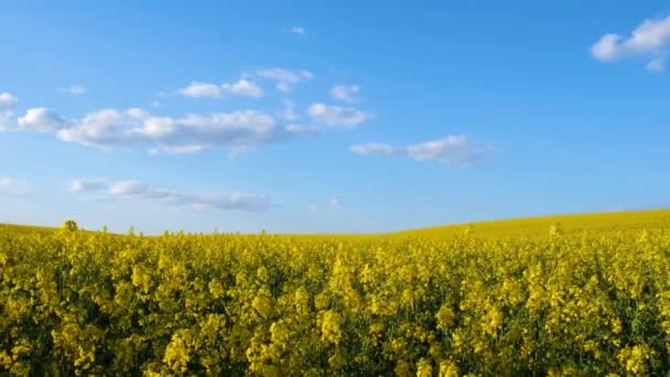 Yellow Rape Plantation Background Blue Sky Rapeseed Cultivation Agricultural Purposes — Αρχείο Βίντεο