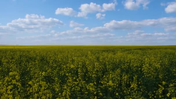 Rapeseed Field Cloudy Weather Beauty Nature Agricultural Plants Sun Came — Αρχείο Βίντεο