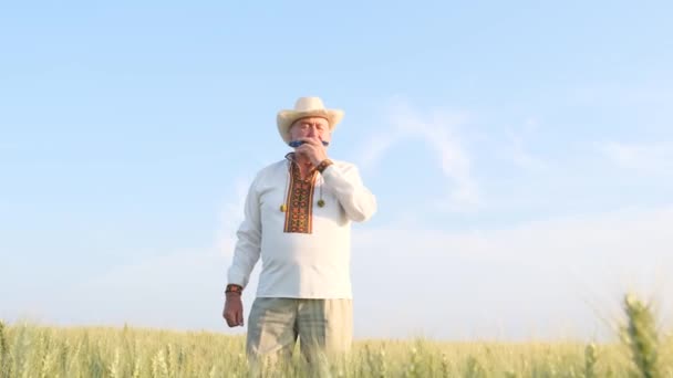 Wonderful Harmonica Plays Background Field Blue Sky Ukrainian Farmer Peasant — ストック動画