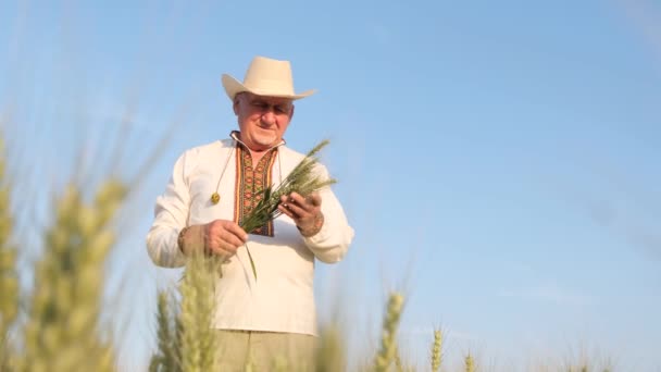 Farmer Embroidered Shirt Hat Stands Middle Field Holds Ears Wheat — Stock videók