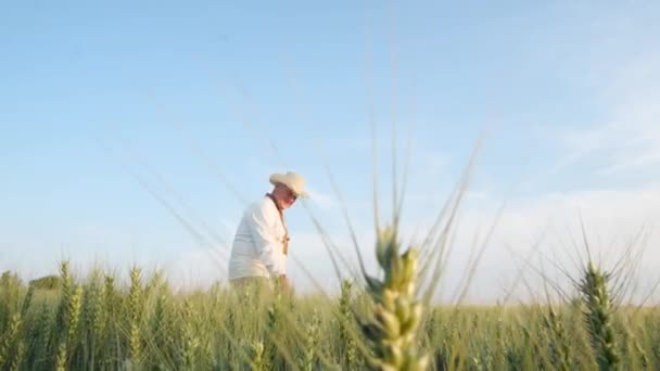 Old Peasant Tall Shirt Hat Walks Haymaker Wheat Fields Ukraine — ストック動画