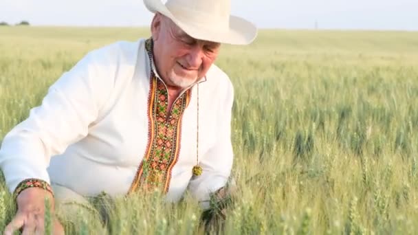 Very Happy Old Farmer Sitting Middle Field Stroking Young Ears — ストック動画