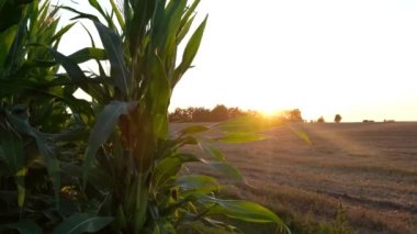 Village worker examines corn harvest at sunset. Agronomist in a corn field in rural USA. 4k video