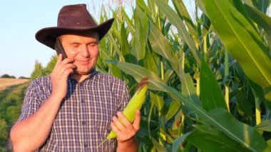 Genç bir tarım uzmanı mısır tarlasının arka planındaki mısır mahsulünü inceliyor. Tarım ve tarımcılık. Mısır tarlasında tarım yapan çiftçi gün batımında hasat üzerinde çalışıyor..
