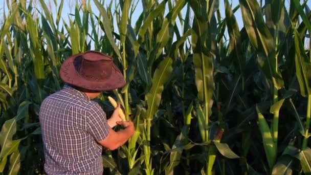 Agriculture Agronomy Farmer Agronomist Corn Field Studies Harvest Sunset Video — Vídeos de Stock