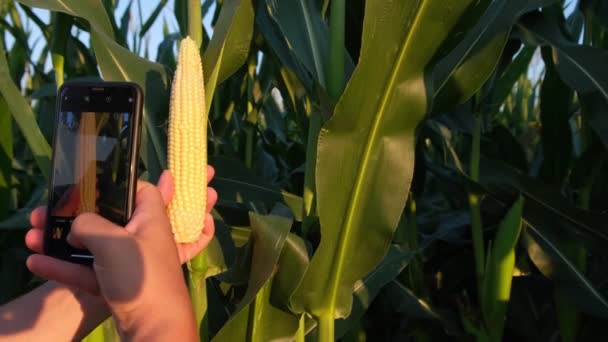 Young Agronomist Inspects Corn Crop Backdrop Corn Field Agriculture Agronomy — Wideo stockowe